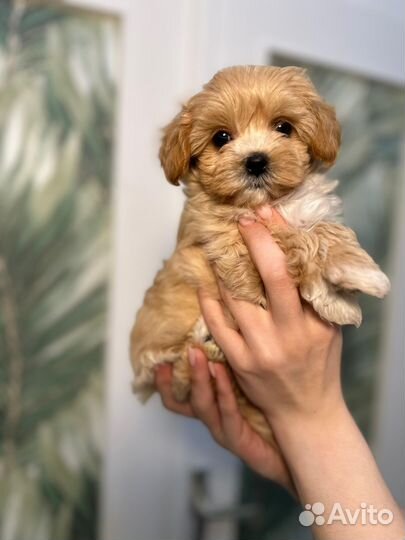 Мальтипу мини девочка корея+китай