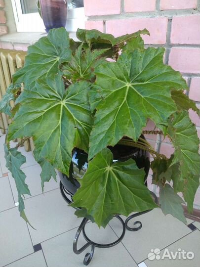 Цветок комнатный, домашний. Бегония