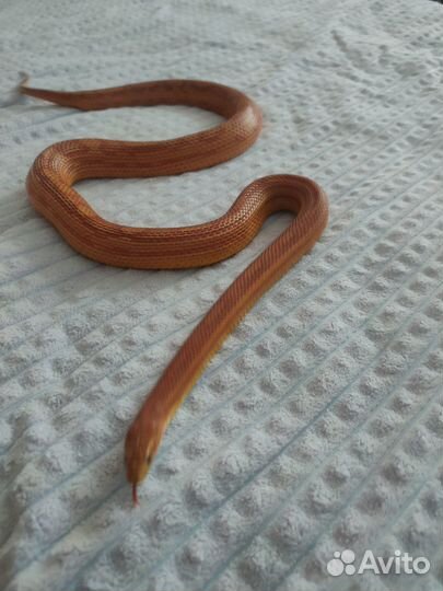 Змея маисовый полоз