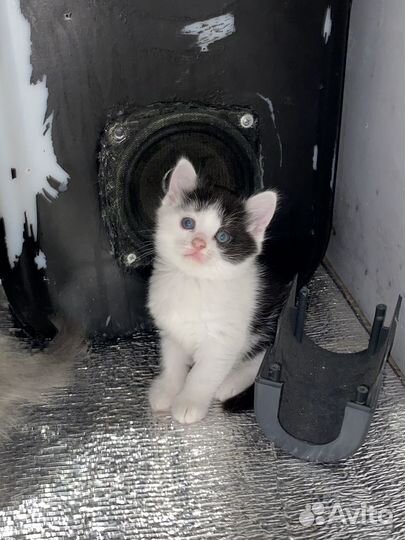 Британские котята