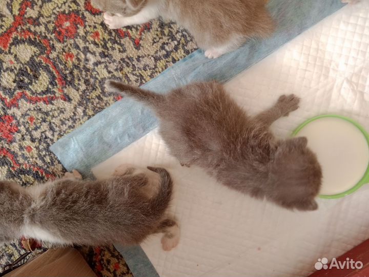 Британские котята