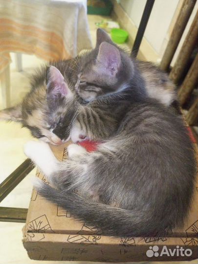 Котята в добрые руки 1 месяц