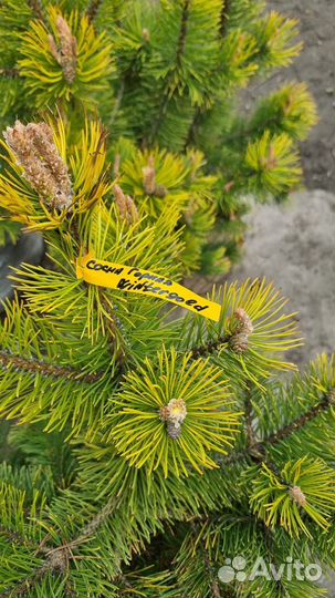 Сосна Горная Винтер голд