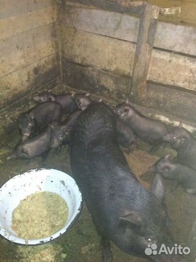 Вьетнамский вислобрюхий поросенок