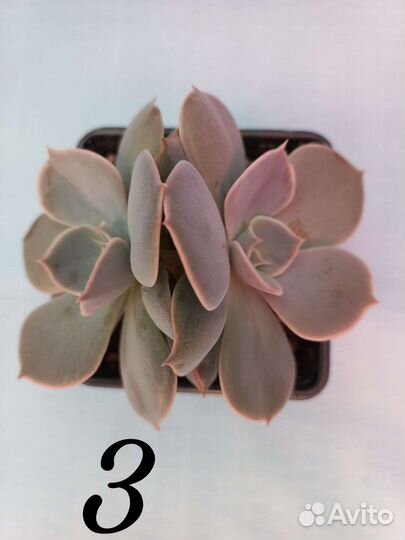 Суккуленты