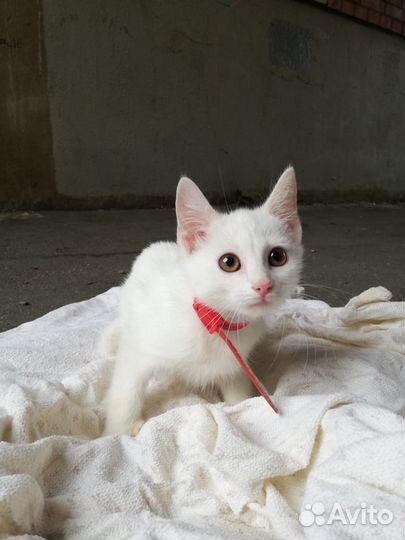 Котята ищут дом
