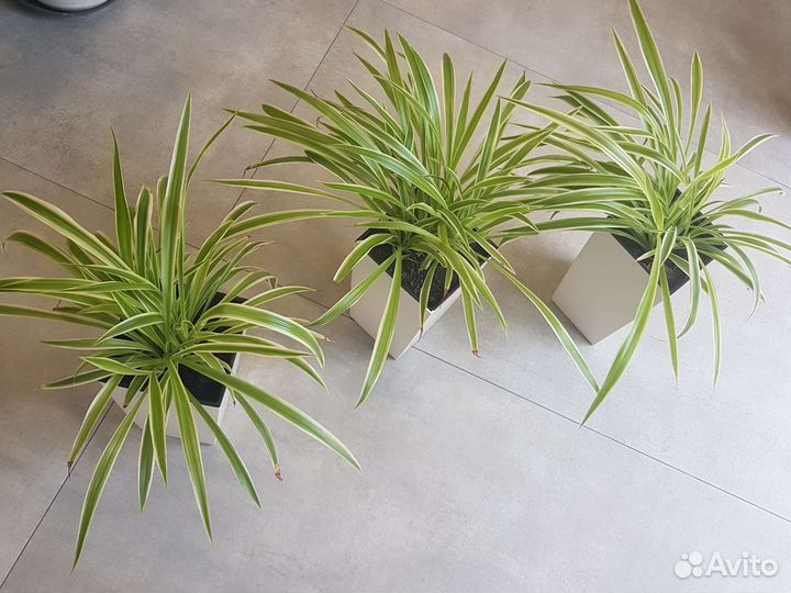 Хлорофитум