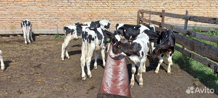 Бычки от 1 месяцев