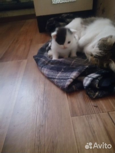 Кошечка