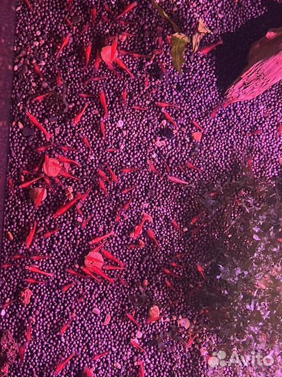 Аквариумные креветки (красная вишня), chery