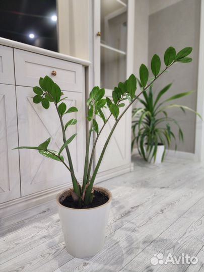 Замиокулькас