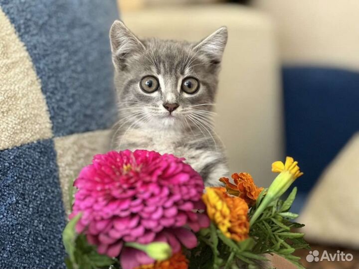 Котёнок