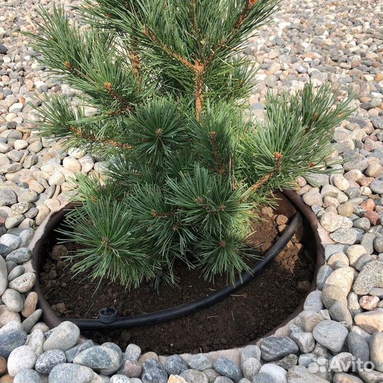 Капельный полив в Волгограде