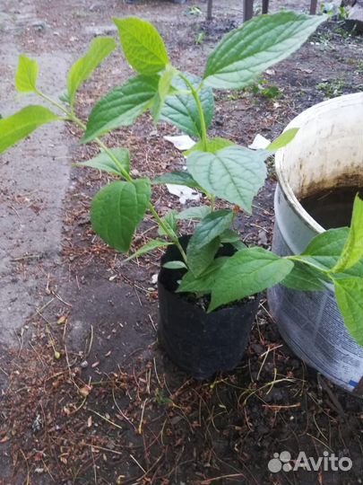 Жасмин чубушник