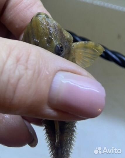 Номерной Сом L 080