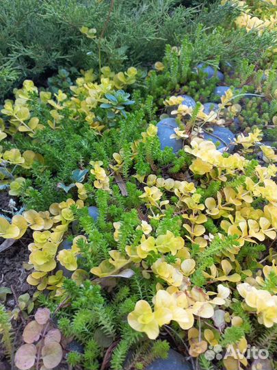 Многолетники Почвопокровники