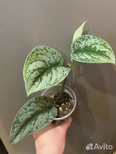 Эпипремнум