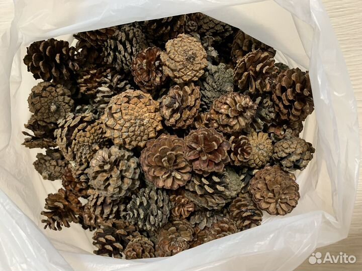 Сосновые шишки