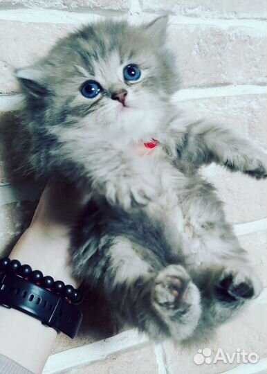 Британский длинношерстный котенок