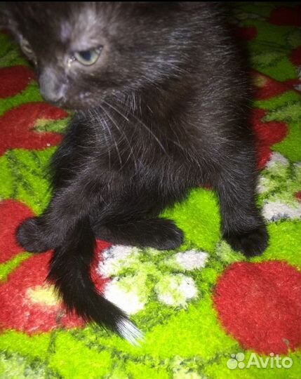 Котёнок Котята мануальные