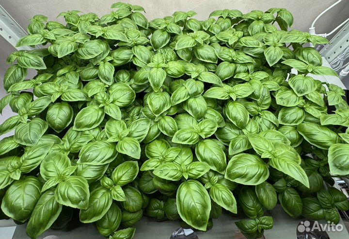 Базилик свежий