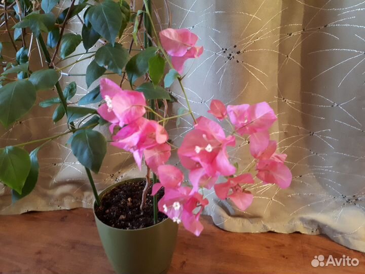 Бугенвилия