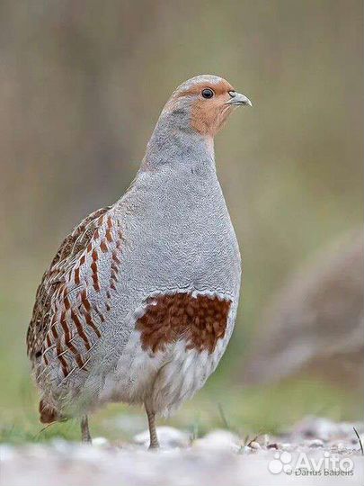 Куропатки и фазаны