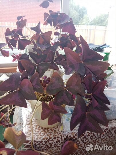 Кислица оксалис