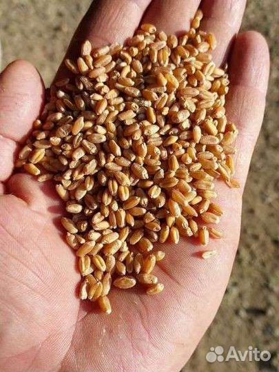 Зерно пшеница