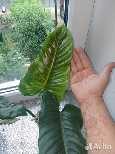 Комнатные цветы