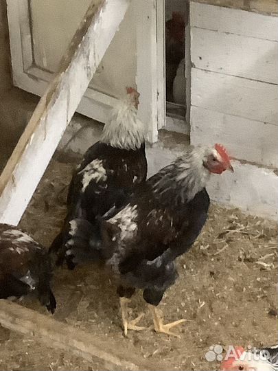 Петух загорской-лососевой