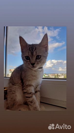 Кошка для вязки