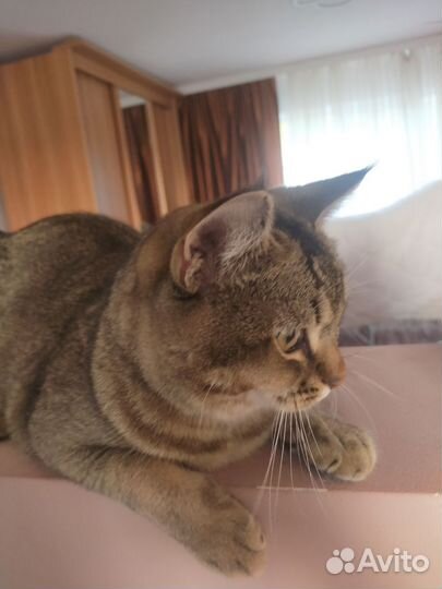 Кот
