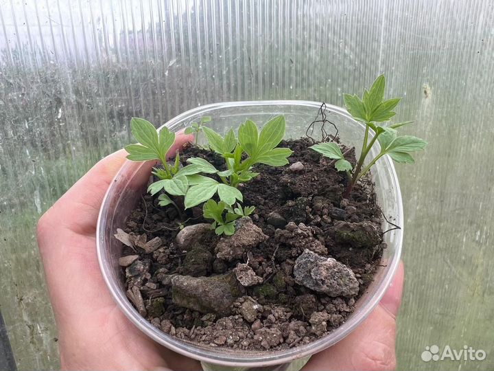 Продам клематис