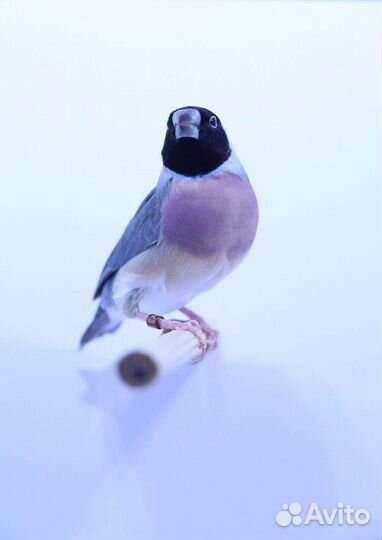 Амадины гульда