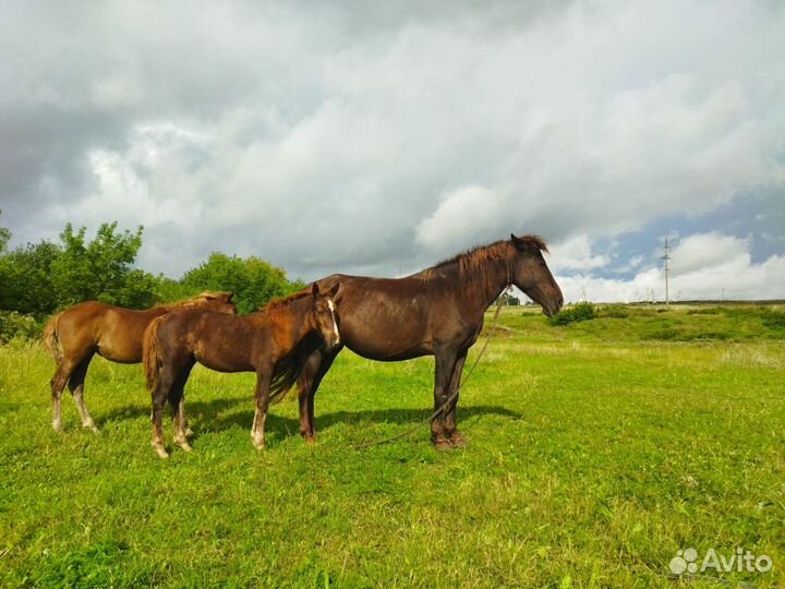 Лошадь кобыла