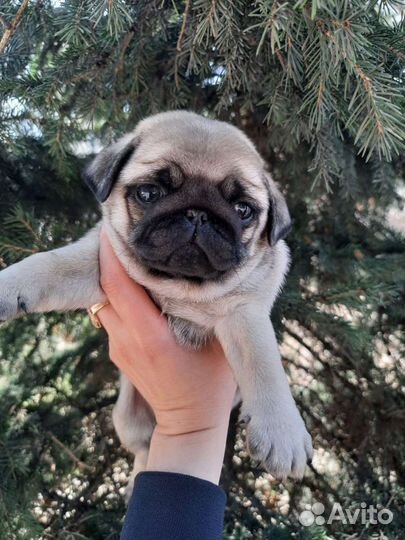 Щенки Мопса