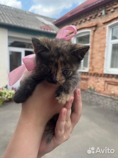 Отдам в хорошие руки, девочки 2 месяца