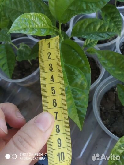 Пассифлора маракуйя