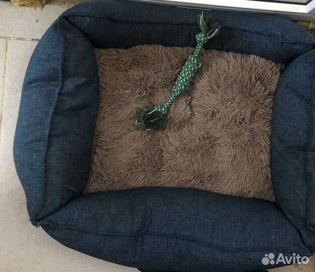 Собака мини той-терьер