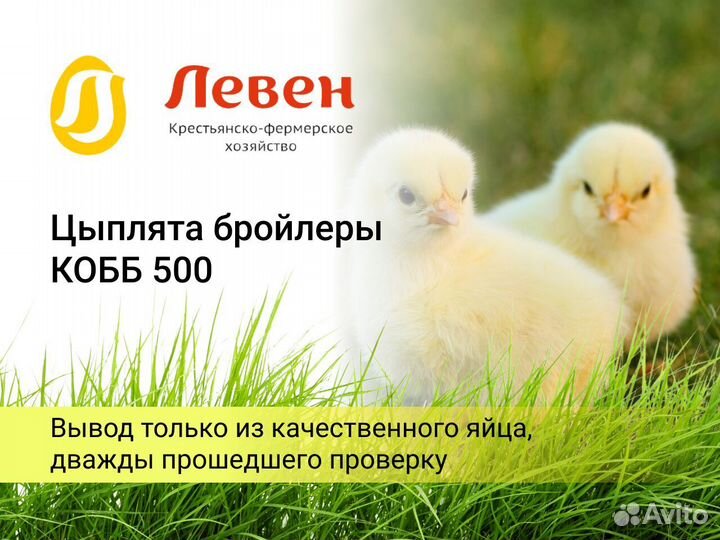 Цыплята суточные бройлер кобб 500 и росс 308