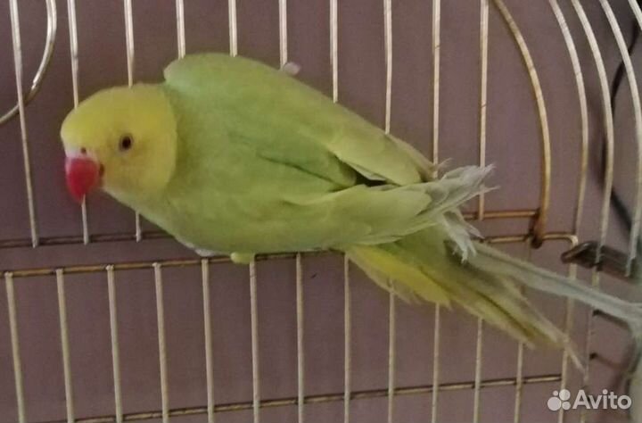 Попугаи розелла и другие