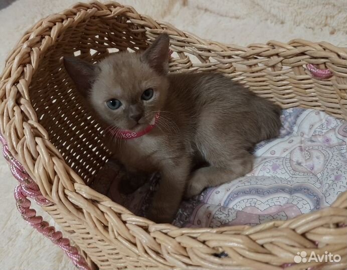 Котенок европейской бурмы