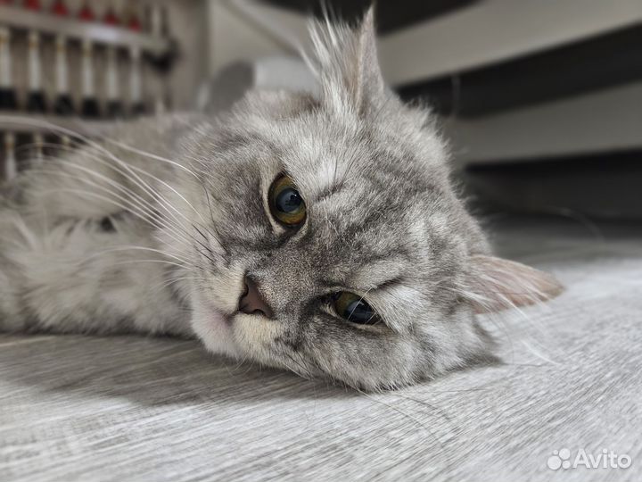 Британские коты