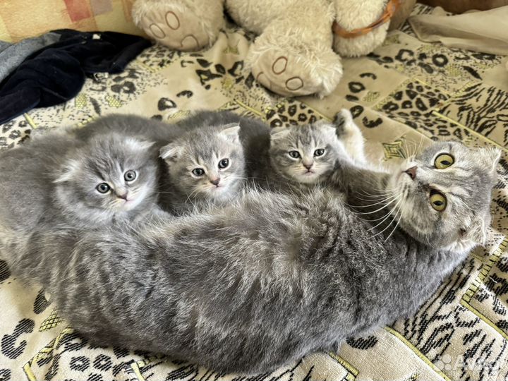 Котята отдам бесплатно