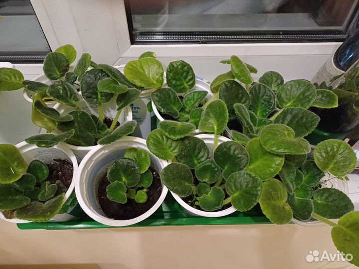 Фиалки сортовые продажа