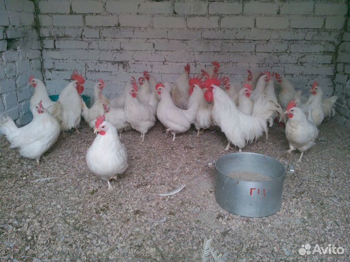 Курочка+несушка