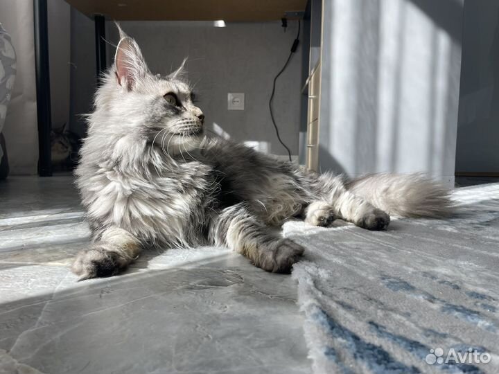 Кошка Мейн-Кун