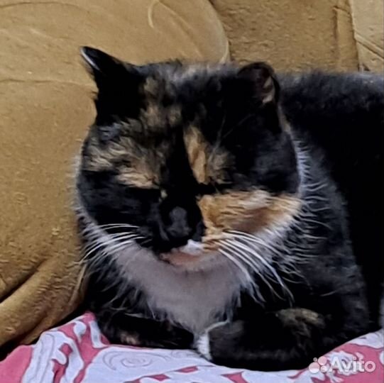 Кошка