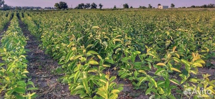 Саженцы хурмы